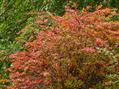 Berberis Thunbergii